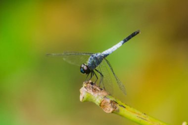 Kuru bir dalda mavi bir yusufçuk dinlenmek için güneşe güvenir.