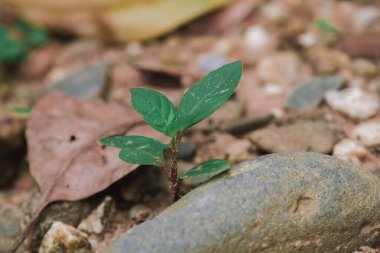 Büyük bir ağaca dönüşmek için kayadan yerleştirilmiş küçük bir ağaç.