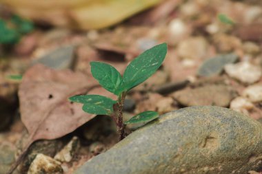 Büyük bir ağaca dönüşmek için kayadan yerleştirilmiş küçük bir ağaç.