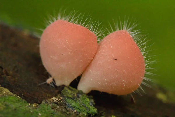 Cookeina Sulcipes Fungi Cup Pink Burn Cup Dry Timber Freshly — Stock Photo, Image