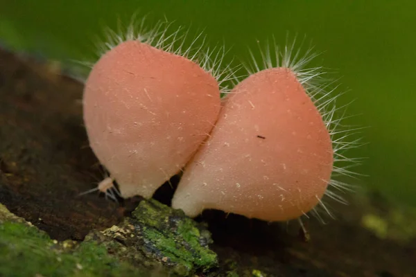 Cookeina Sulcipes Fungi Cup Pink Burn Cup Sur Bois Sec — Photo