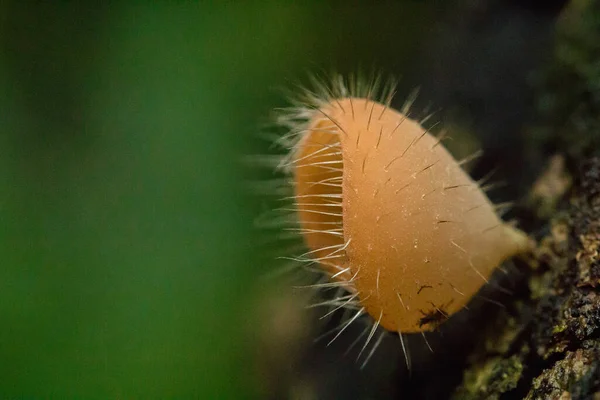 Cookeina Sulcipes Fungi Cup Pink Burn Cup Sur Bois Sec — Photo