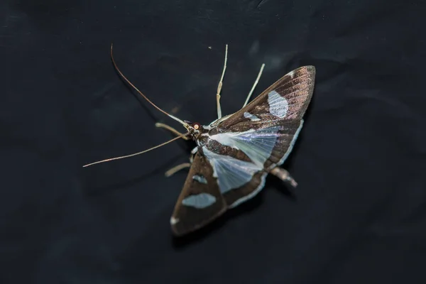 Papillon Nuit Papillon Nuit Est Insecte Dans Rang Des Papillons — Photo