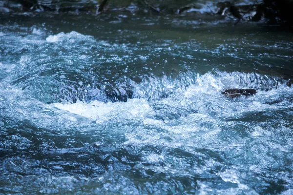 Rio Flui Longo Dos Desfiladeiros Nos Riachos Floresta — Fotografia de Stock