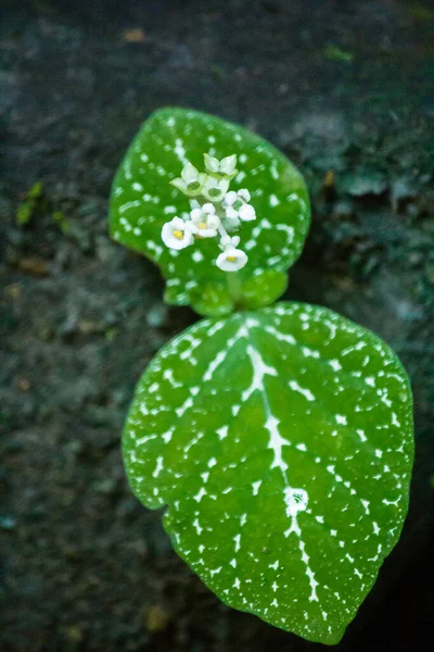 Winzige Weiße Blüten Auf Felsen Wachsen Feuchten Immergrünen Wäldern — Stockfoto