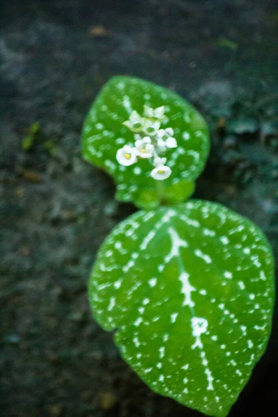 Winzige Weiße Blüten Auf Felsen Wachsen Feuchten Immergrünen Wäldern — Stockfoto