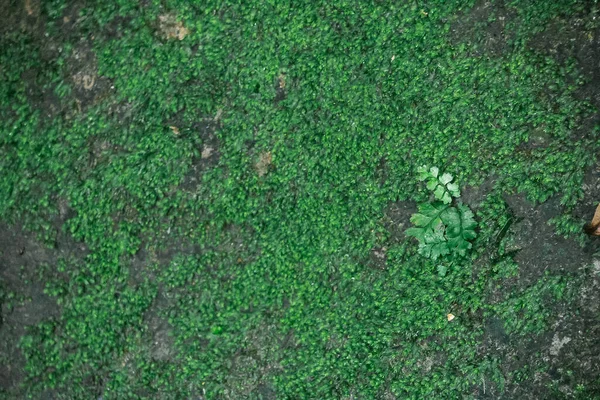 シダやコケは熱帯雨林でよく見られる 低レベルと高レベルの両方でこの種の植物が覆われていることがわかりますどこでも岩に従ってください — ストック写真