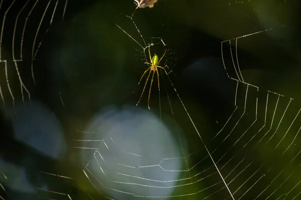 Las Arañas Web Son Comunes Los Bosques Siempreverdes Las Arañas — Foto de Stock