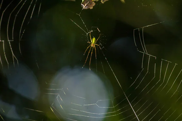 Aranhas Web São Comuns Florestas Verdes Aranhas Constroem Teias Para — Fotografia de Stock