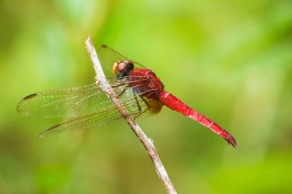 Red Dragonfly Branch Need Spread Wings Sun — Stock Photo, Image