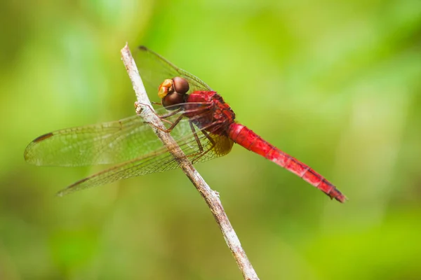 Rote Libelle Auf Dem Zweig Müssen Ihre Flügel Der Sonne — Stockfoto