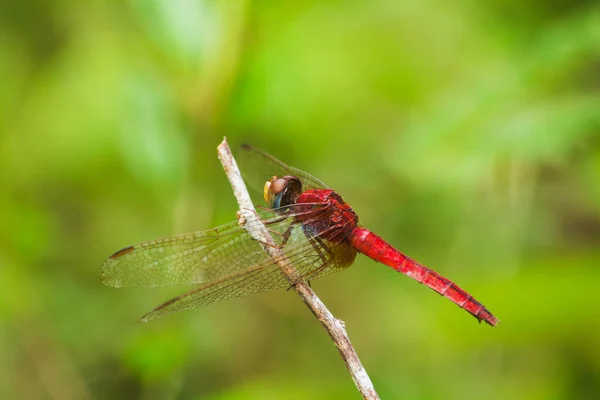 Libellule Rouge Sur Branche Besoin Déployer Leurs Ailes Soleil — Photo