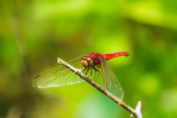 Libellule Rouge Sur Branche Besoin Déployer Leurs Ailes Soleil — Photo