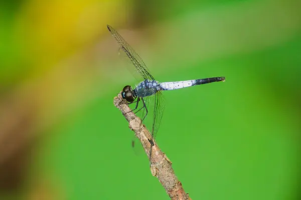 Blue Dragonfly Dry Branch Spread Wings Rely Sun Rest Journe — Stock Photo, Image