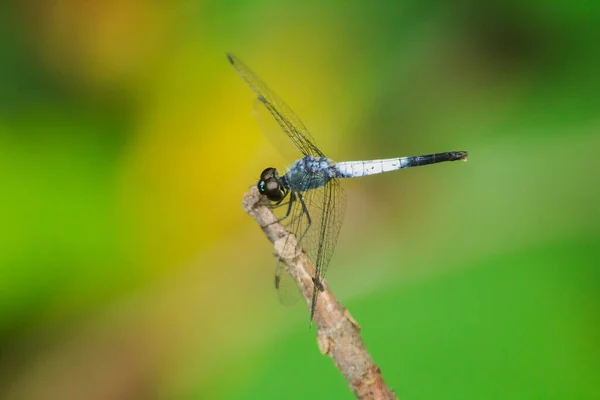 一只蓝色的蜻蜓栖息在干枯的枝干上展开翅膀 依靠太阳来休息旅程 — 图库照片