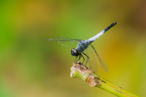 一只蓝色的蜻蜓栖息在干枯的枝干上展开翅膀 依靠太阳来休息旅程 — 图库照片