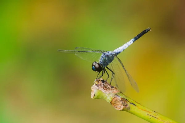 Blue Dragonfly Dry Branch Spread Wings Rely Sun Rest Journe — Stock Photo, Image