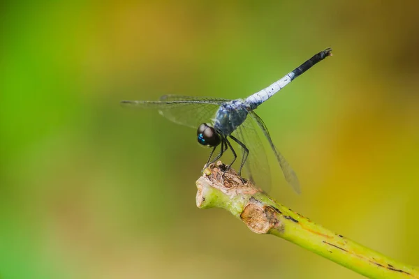 Blue Dragonfly Dry Branch Spread Wings Rely Sun Rest Journe — Stock Photo, Image