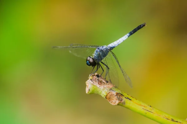 Blue Dragonfly Dry Branch Spread Wings Rely Sun Rest Journe — Stock Photo, Image