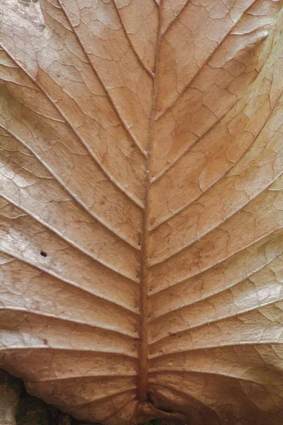 Zadní Strana Asplenium Nidus Suché Listy Mají Krásný Vzor — Stock fotografie