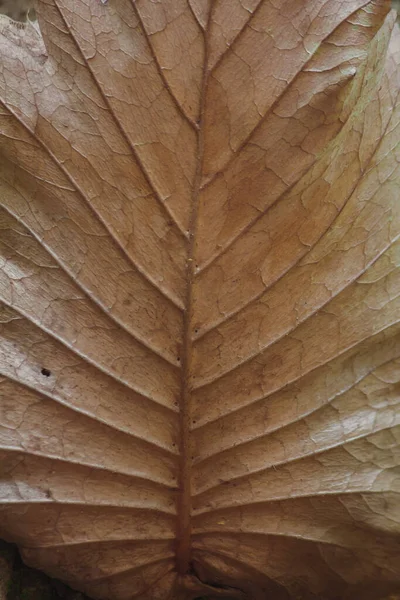 Zadní Strana Asplenium Nidus Suché Listy Mají Krásný Vzor — Stock fotografie