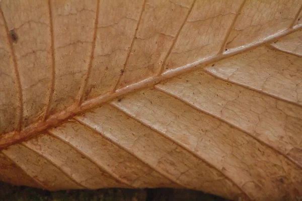 Zadní Strana Asplenium Nidus Suché Listy Mají Krásný Vzor — Stock fotografie