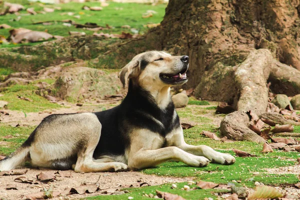 Brązowy Pies Leżący Ziemi Szukający Czegoś Dumnego Łatwością Wąchający Powietrze — Zdjęcie stockowe