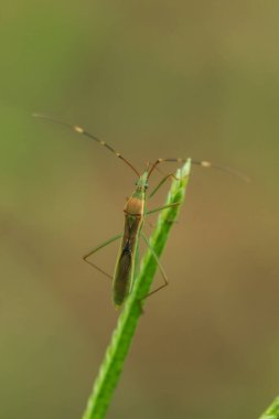 Leptocorisa acuta yaprağın üzerinde uzanıyor, vücuda yakın uzun dokunaçlar. Üst vücut kahverengiyle her ortamda bulunabilir ama pirinç tarlalarında bulunabilir.