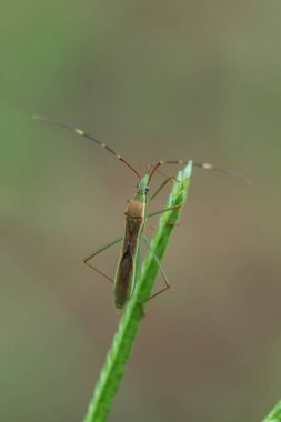 Leptocorisa acuta yaprağın üzerinde uzanıyor, vücuda yakın uzun dokunaçlar. Üst vücut kahverengiyle her ortamda bulunabilir ama pirinç tarlalarında bulunabilir.