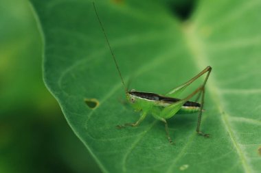 Yeşil çekirge yaprağın üzerinde, çekirge gözler makro gözler, çekirgeler yaprakların üzerinde,