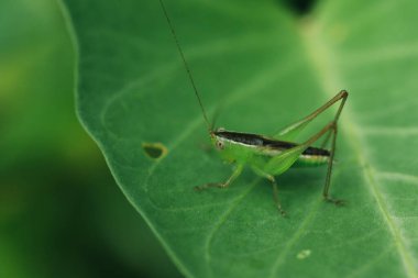Yeşil çekirge yaprağın üzerinde, çekirge gözler makro gözler, çekirgeler yaprakların üzerinde,