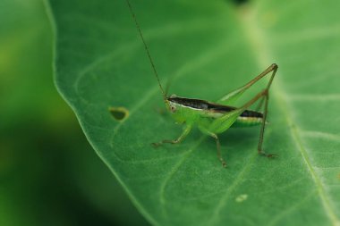 Yeşil çekirge yaprağın üzerinde, çekirge gözler makro gözler, çekirgeler yaprakların üzerinde,