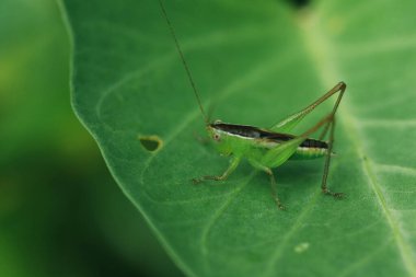 Yeşil çekirge yaprağın üzerinde, çekirge gözler makro gözler, çekirgeler yaprakların üzerinde,