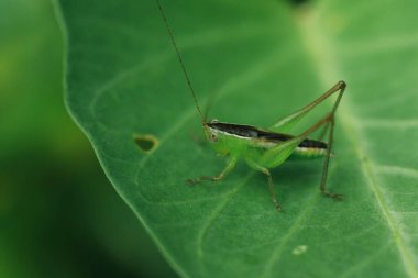 Yeşil çekirge yaprağın üzerinde, çekirge gözler makro gözler, çekirgeler yaprakların üzerinde,
