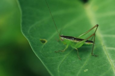 Yeşil çekirge yaprağın üzerinde, çekirge gözler makro gözler, çekirgeler yaprakların üzerinde,