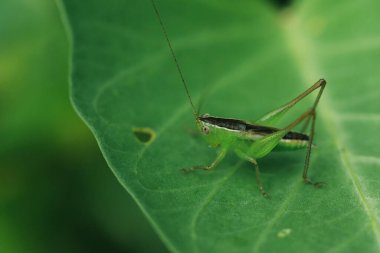 Yeşil çekirge yaprağın üzerinde, çekirge gözler makro gözler, çekirgeler yaprakların üzerinde,