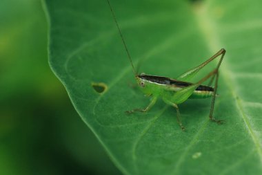 Yeşil çekirge yaprağın üzerinde, çekirge gözler makro gözler, çekirgeler yaprakların üzerinde,