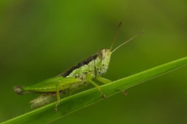 Yeşil çekirge yaprağın üzerinde, çekirge gözler makro gözler, çekirgeler yaprakların üzerinde,
