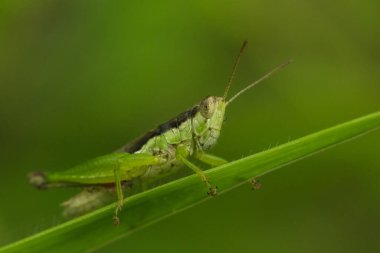 Yeşil çekirge yaprağın üzerinde, çekirge gözler makro gözler, çekirgeler yaprakların üzerinde,