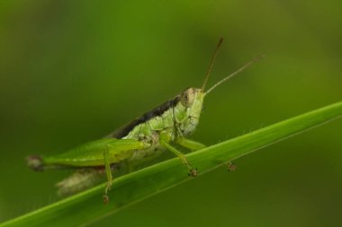 Yeşil çekirge yaprağın üzerinde, çekirge gözler makro gözler, çekirgeler yaprakların üzerinde,