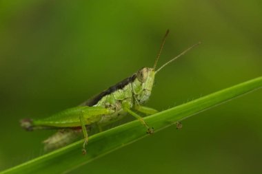 Yeşil çekirge yaprağın üzerinde, çekirge gözler makro gözler, çekirgeler yaprakların üzerinde,