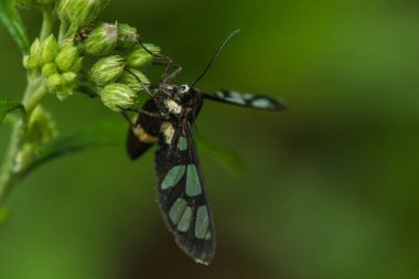 Xylocopa latipes, Afrika kıtasında bulunan bir ağaç arısıdır. Xylocopa enlemleri büyük, dayanıklı ve genellikle yalnız arılardır..