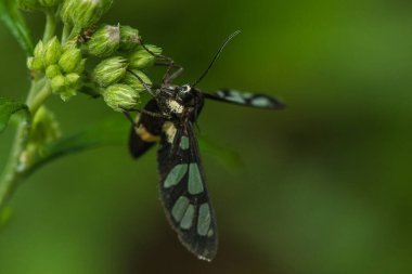 Xylocopa latipes, Afrika kıtasında bulunan bir ağaç arısıdır. Xylocopa enlemleri büyük, dayanıklı ve genellikle yalnız arılardır..