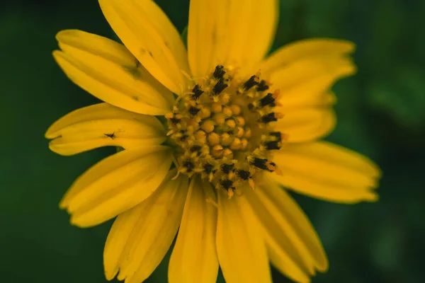 Wedelia Trilobata Jasně Žluté Květy Kvetou Celý Rok Wedelia Trilobata — Stock fotografie