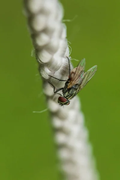 Diptera Beyaz Bir Iple Diptera Genellikle Çöpteki Molozlarla Beslenir — Stok fotoğraf