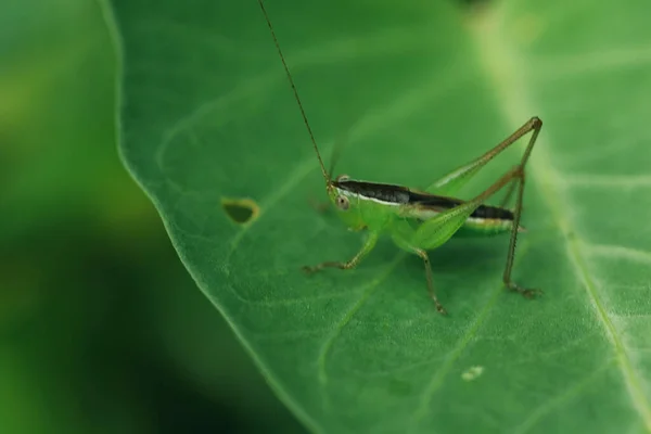 Sauterelle Verte Sur Les Feuilles Yeux Sauterelle Regardez Yeux Macro — Photo