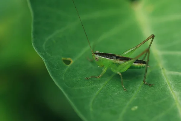 Sauterelle Verte Sur Les Feuilles Yeux Sauterelle Regardez Yeux Macro — Photo