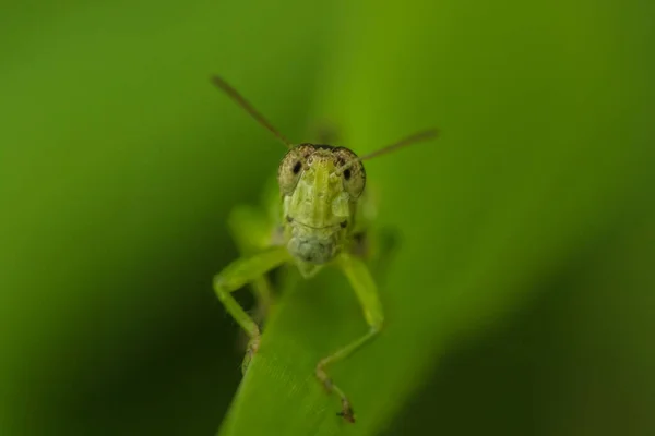 Grasshopper Eyes Looking Grasshopper Eye Macro Leaf Green Grasshopper Leaf — Stock Photo, Image