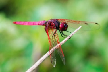 Kırmızı yusufçuk kuru dalda, kırmızı gözlü yusufçuk yaprakta, kırmızı yusufçuk yaprakta makro.