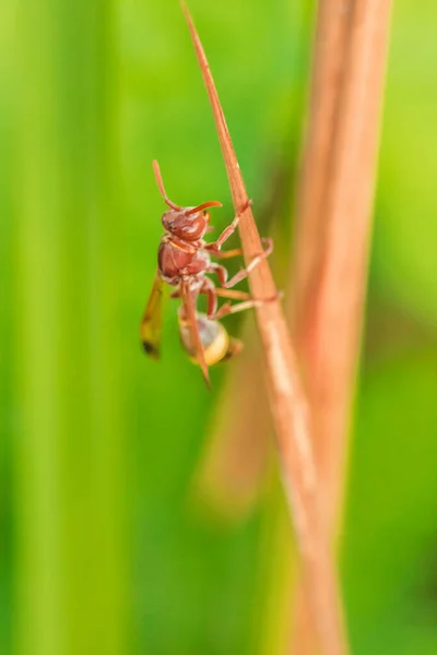 Hymenoptera Torra Blad Hymenoptera Klassificeras Som Insekt Eftersom Gadden Hymenoptera — Stockfoto